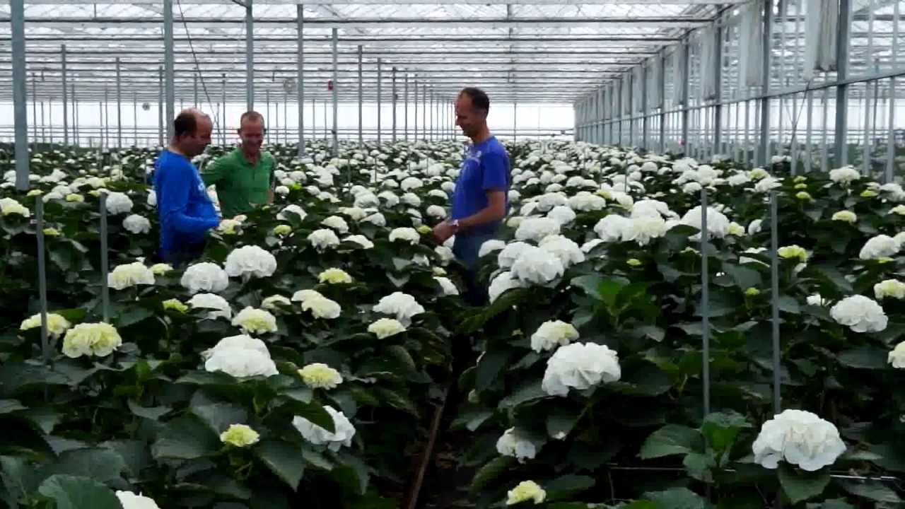 Sonneveld Hydrangea - Company movie