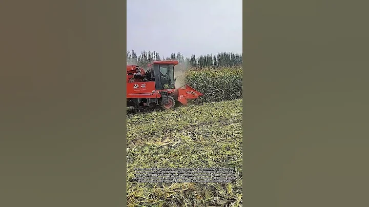 High-Speed Corn Harvest Demo #heavymachinery #farming #agriculture #farm