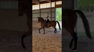 LOLLIPOPS N ROSES: Morgan Mare For Sale