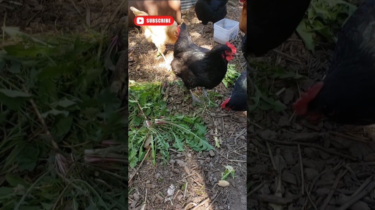 Dandelion Chicken Snacks 