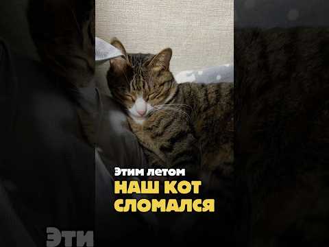 Этим летом наш кот сломался 🐈