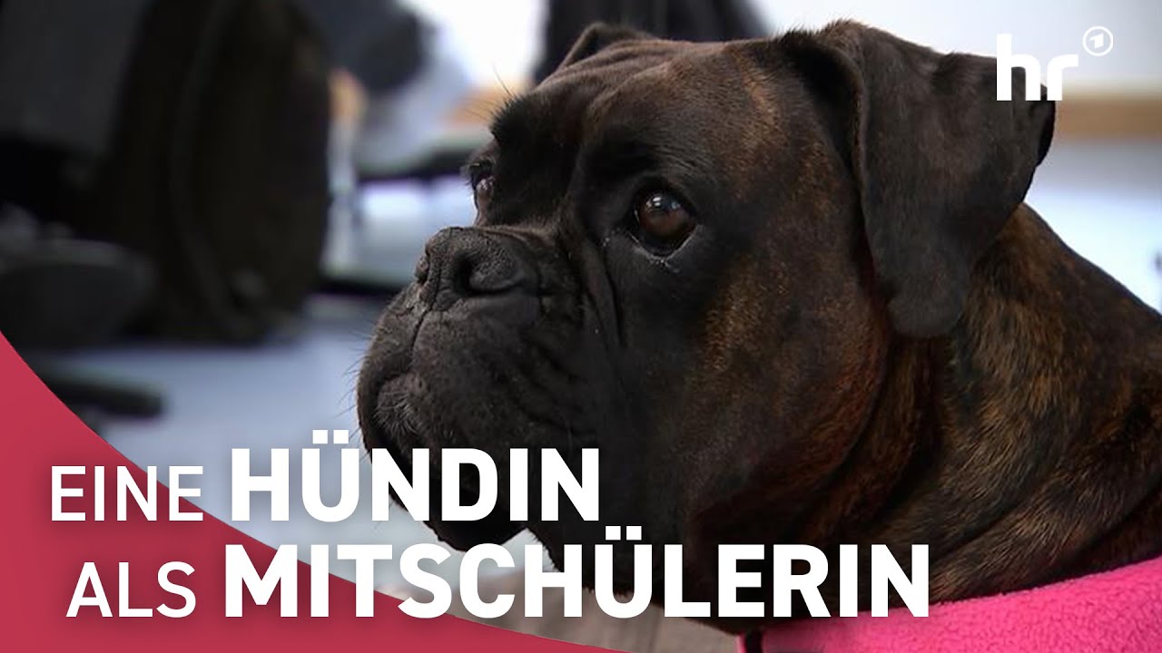 SCHULHÜNDIN - Inka hilft wo sie kann