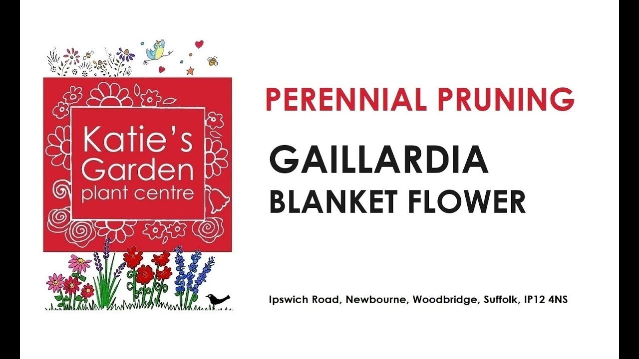 How to look after Gaillardia: a pruning guide! - YouTube