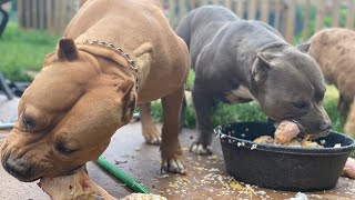 Country Style Tractor Supply Run ( American Bully)