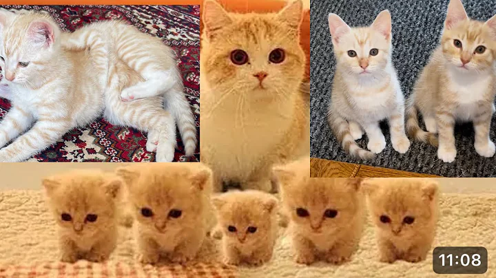 Watch the video about So many cute kittens videos compilation 2024