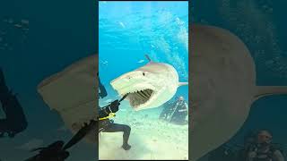 sharks is dangerous #shorts