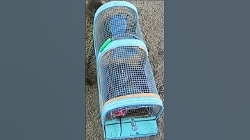 Best Mouse Trap - DIY Homemade Part 02