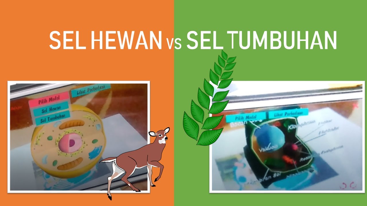 PERBEDAAN SEL  HEWAN  DAN SEL  TUMBUHAN YouTube