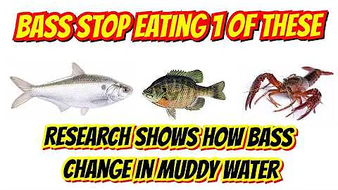 Study Reveals How Bass ACTUALLY Feed in Muddy Lakes: How to Catch Bass in Muddy Water