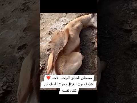 عندما يموت الغزال يخرج المسك الشيخ فيصل مبارك الرشيدي اكسبلور خيل الخيل تيك توك غزال مسك