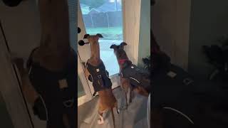 When whippet and greyhound see a rabbit! by Ringabag 124 views 1 year ago 1 minute, 8 seconds