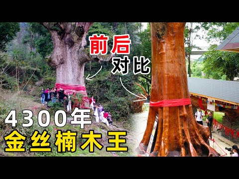 貴州一棵4300年金絲楠木，被雷擊中渡劫失敗，價值無法估量