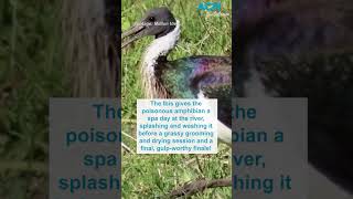 Iconic 'Bin Chicken' the Ibis adds poisonous cane toads to its menu