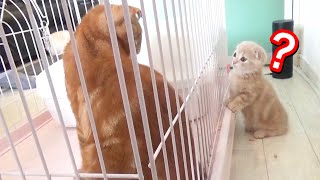 少しでも先住猫と仲良くなりたくて頑張って近づく短足猫 by ねおの猫。短足マンチカンよちひこ 2,789 views 2 years ago 8 minutes, 2 seconds