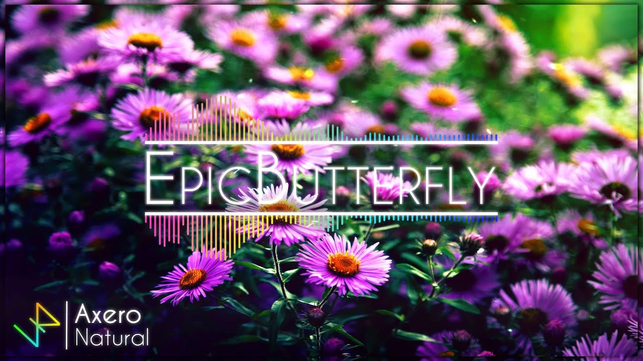 Axero - Natural || EpicButterfly