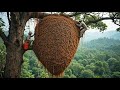 Forest Bee Harvest: Capturing Wild Bees Safely!