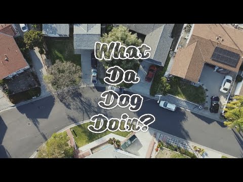 What Da Dog Doin?