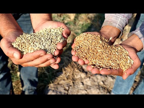 TMO&rsquo;dan Arpa ve Buğday İthalatı Üreticiyi Nasıl Etkileyecek?