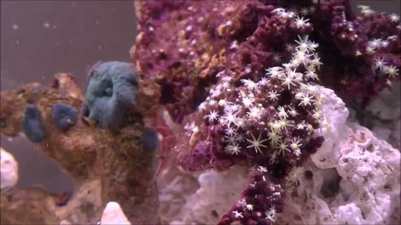 アクアリウム 海水魚と暮らす アクアリウム 海水魚と暮らす