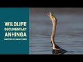 Anhinga the snakebird famous spear technique for a fresh meal water turkey