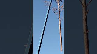 removing  leaning pine tree