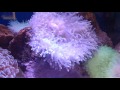 Semi Reef