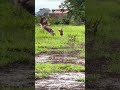eagle 🦅 attack on hen Short video short videos