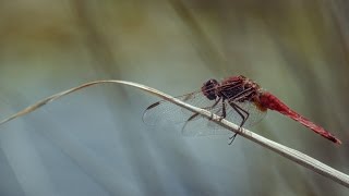 Desbunda Do Dragonflai