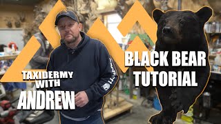 Taxidermy with Andrew  - Black Bear Tutorial