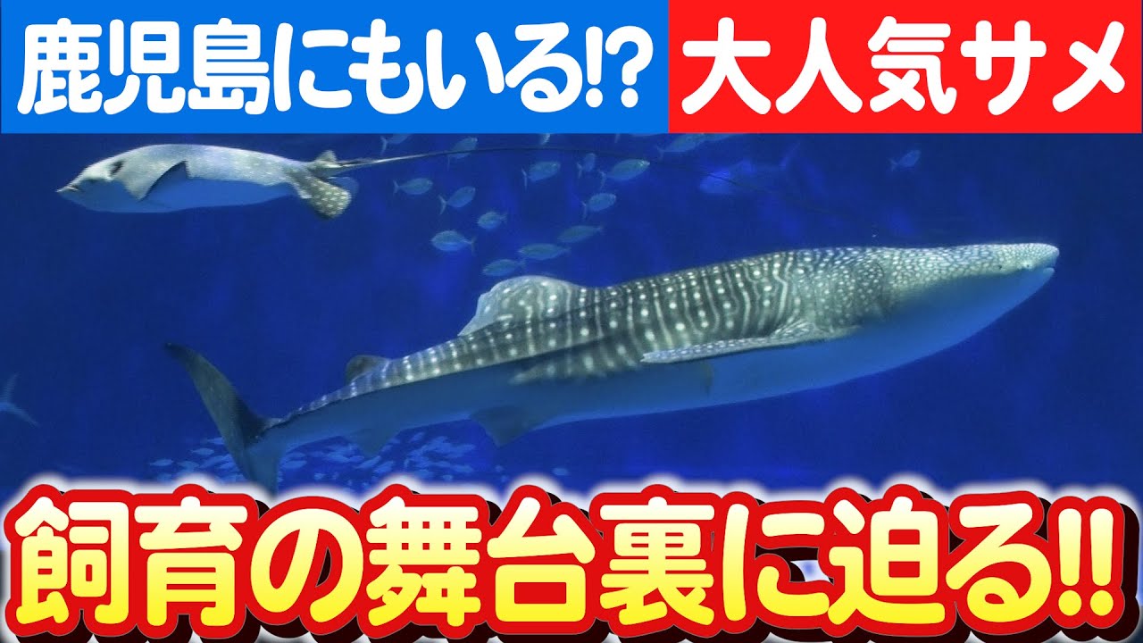 【ジンベエザメの展示秘話】謎に包まれた巨大魚の世界！いおワールドかごしま水族館で公開 日本財団 海と日本PROJECT in 鹿児島 2023 #023