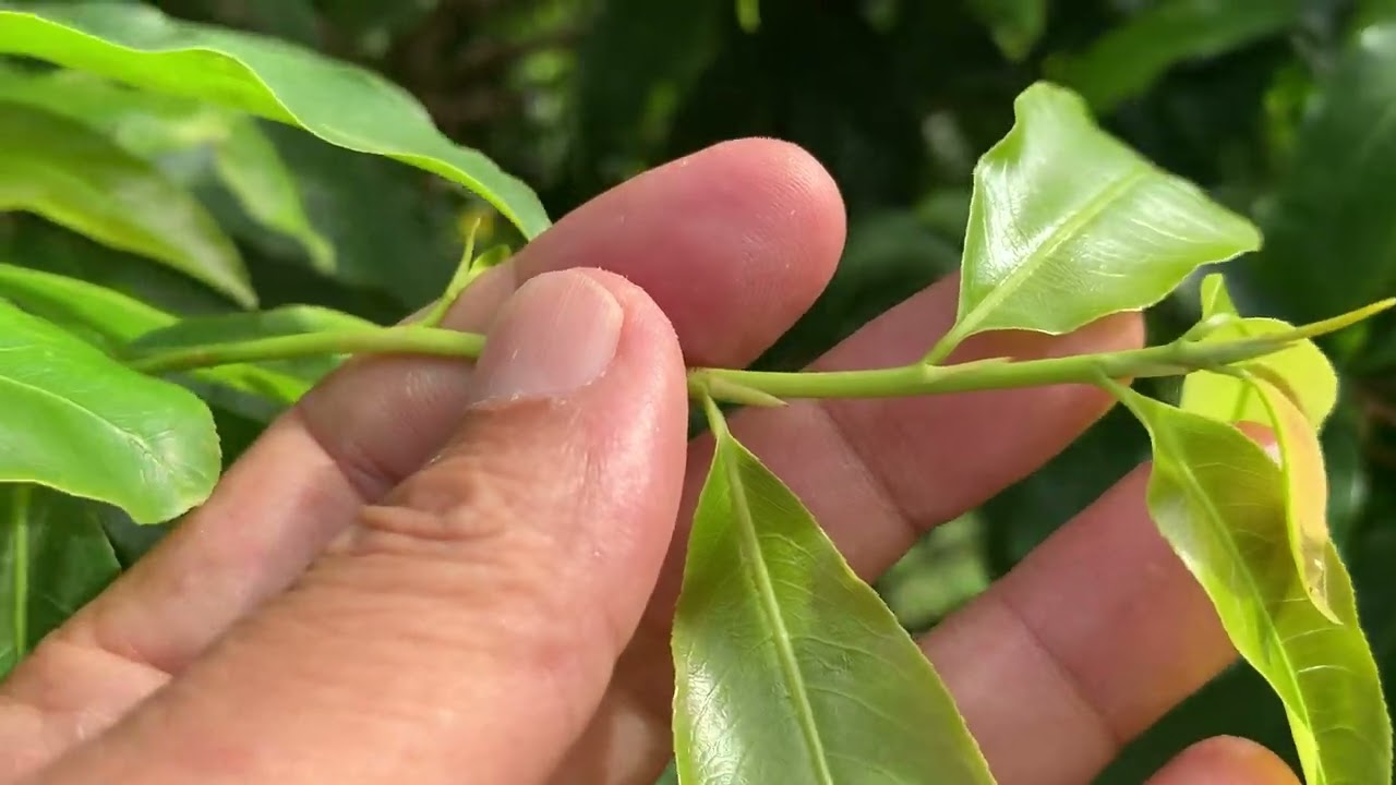 Nguyên nhân VÀ SỬ LÝ CÂY MAI TRỜI NẮNG BỊ XỤ ĐỌT NON 9/2 al ( 2023 -2024)