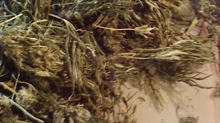 How To Trim Properly Dried And Cured Cannabis