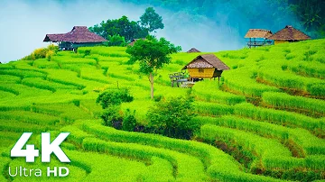 Indonesian Rice Terraces Paddy Fields in 4K Ultra HD - Scenic Relaxation - Earth Spirit