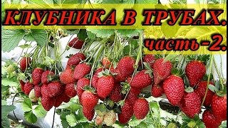 Клубника. Клубника в трубах. (часть-2). ЗИМОВКА. Выращивание клубники.(Клубника. Клубника в трубах.(часть-1). Выращивание клубники. - https://youtu.be/R6p_QWRUB30 Клубника. Клубника в трубах.(ча..., 2016-12-09T20:54:55.000Z)