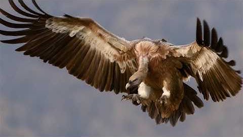 Dynamic Typo - Fast opener | After Effects (AE) Template VideoHive | 19461950