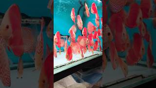 Amazing Discus Fish 🐠 🐟 😀 #discusfish #fishkeepinghobby #tropicalfish #aquariumfish #shorts #hobbies