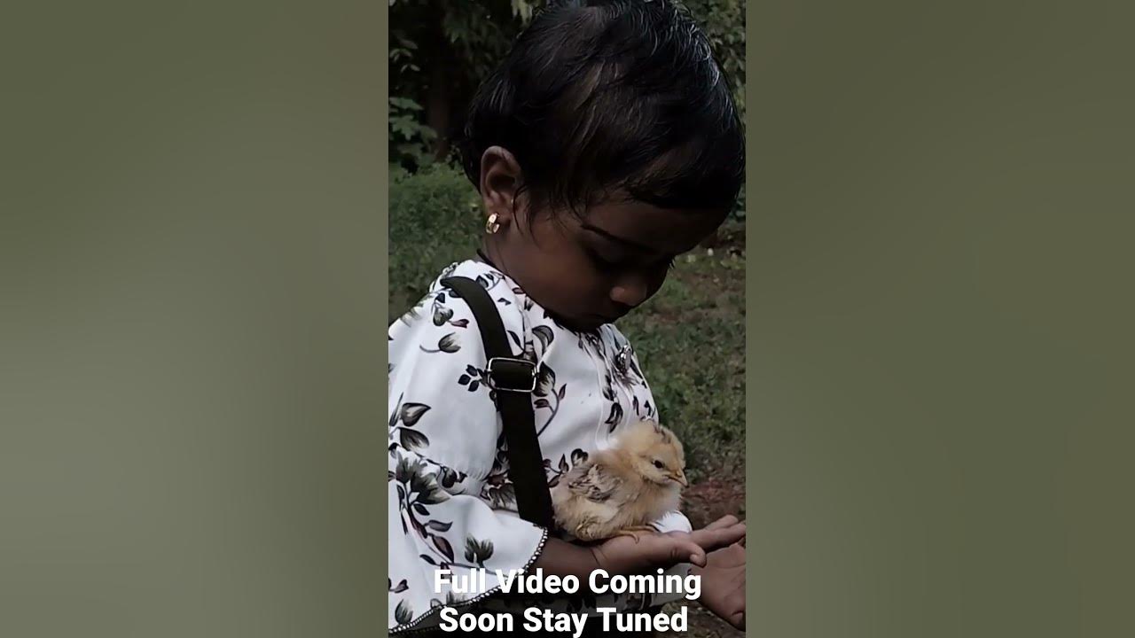 CUTE LITTLE GIRL PLAYING WITH BABY CHICKS Full video coming soon
