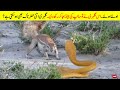 اس چھوٹی سی گلہری نے کوبرا سانپ کی بینڈ بجا کر رکھ دی۔ | Brave Mother Squirrel vs King Cobra