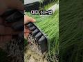 대파 쉽게 심는법#대파모종 Mp3 Song