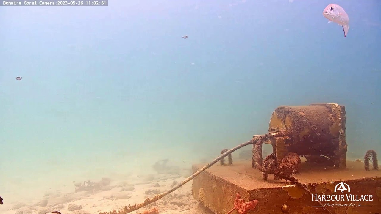 Harbour Village Bonaire Coral Reef