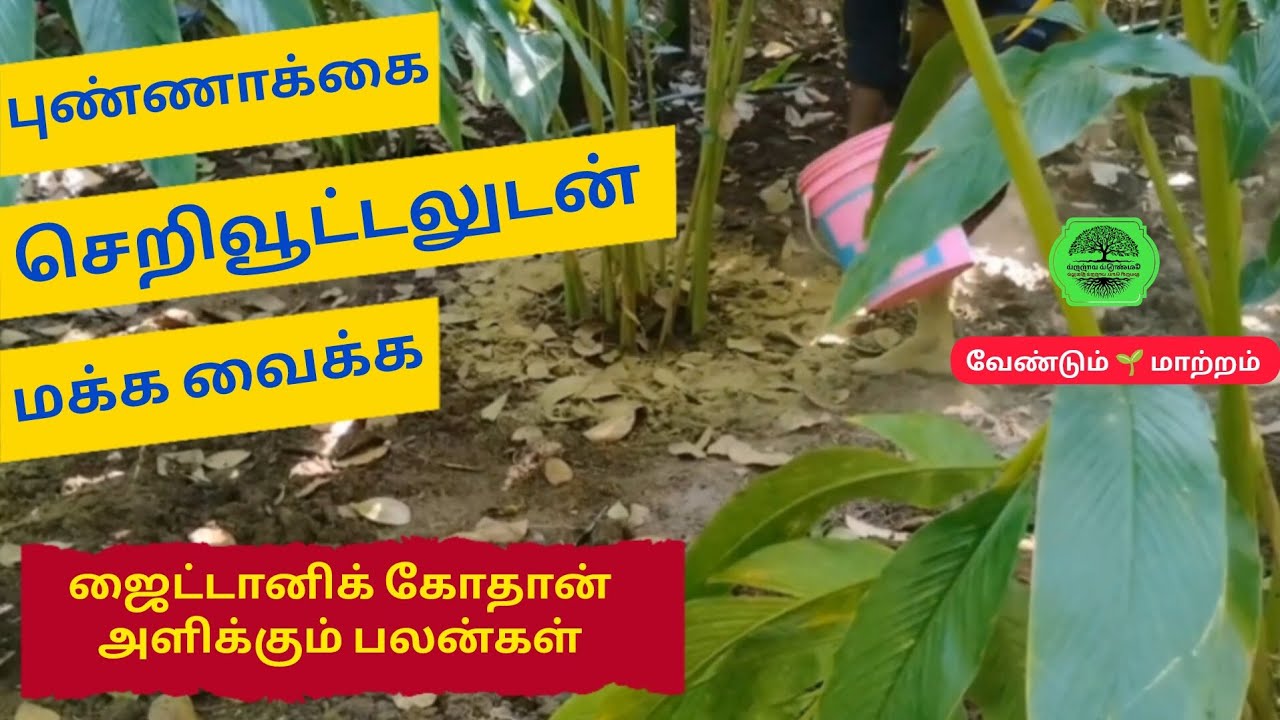 புண்ணாக்கை செறிவூட்டலுடன் மக்க வைக்க! 
