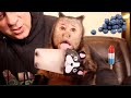 Monkey Eats Home Made BlueBerry Popsicle! (Shares With Pet Human)