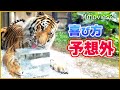 【トラに氷】飛び跳ねて喜んだトートの最高の遊び方〜円山動物園アムールトラに氷のプレゼント