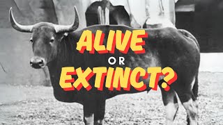 Are These 10  Animals Still Alive - or Already Extinct?