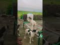 Pakistani top quality bully puppies//bully kutta//Pakistani fighter Bully puppies//Pakistani bully