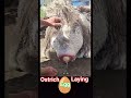 Ostrich laying an egg🥚~ / ostrich bird laying eggs / 🥚 ostrich egg #shorts