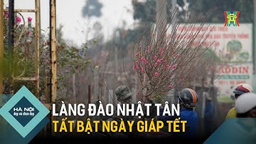 Làng đào Nhật Tân tất bật ngày giáp Tết | Hà Nội đẹp và chưa đẹp