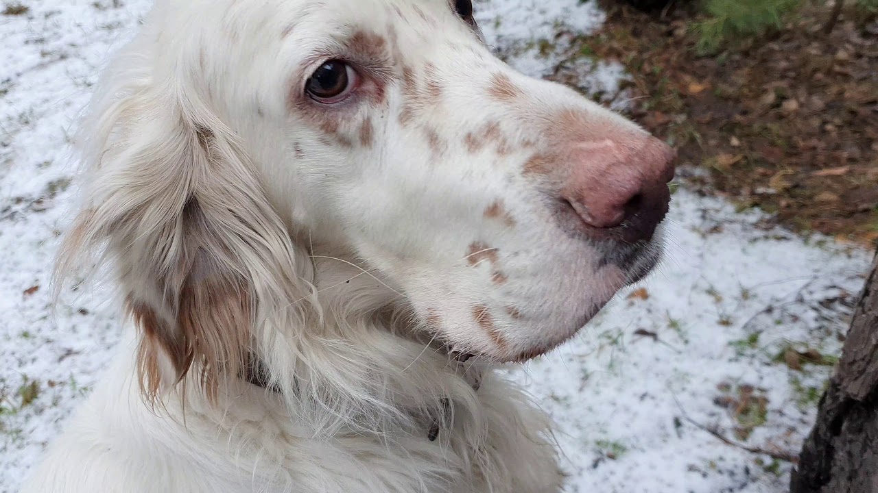 Алиса - лиса. Белый и явный саботаж съемок - YouTube