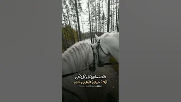 لانك ساكن في كل كلي حالات وتس دينيه 