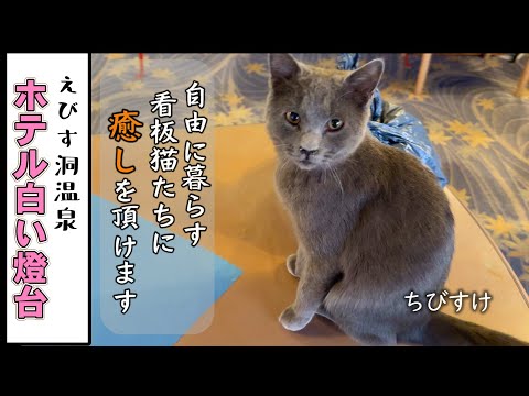 【看板猫たちが暮らす宿】徳島の猫が自由に過ごすホテルで猫まみれになりませんか？／えびす洞温泉 ホテル白い燈台／／Tokushima-Cat Hotel WhiteLight House